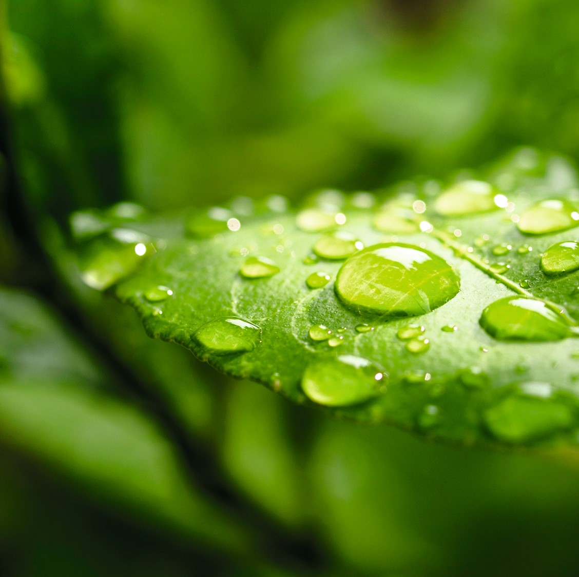 España : El acceso a la información ambiental en el marco de la negociación de un contrato público